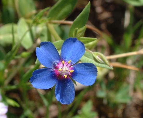 Anagallis foemina  o arvensis ?
